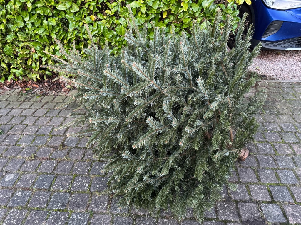 Weihnachtsbäume